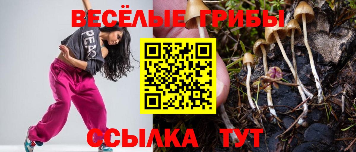 Псилоцибиновые грибы Cubensis Белово